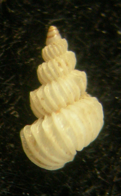 epitonium tiberii?